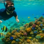 Snorkeler observando coral en los mejores lugares para hacer snorkel en República Dominicana