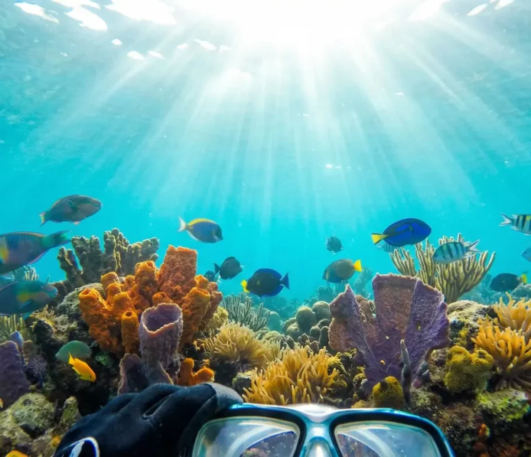 Vista submarina de un arrecife de coral mientras se hace snorkel en el Caribe Dominicano